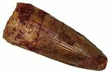 Fossil Spinosaurus Tooth - Real Dinosaur Tooth #344631-1
